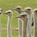 strausse_ostriches-pixabay_373339_1920