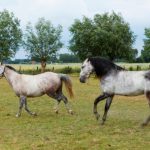 groede_zoete_peerd_14