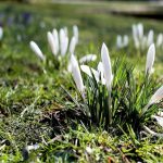 crocus-pixaby_1247645_1280
