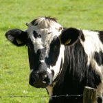 Kühe_pixabay_cow-234835_1920
