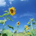blumen_© ffx520 – Fotolia.com – Fotolia_27688457_L
