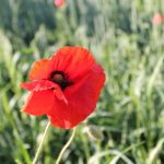 blumen_© liliaceaen – Fotolia.com – Fotolia_42280159_XL