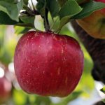 obst_apple-pixabay_2788616_1920