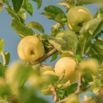 obst_apple-pixabay_4557865_1920