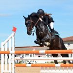 Springreiten_pixabay_horse-721136_1920