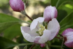 Blütenwochenende im "Pluktuin Aardenburg" @ Pluktuin Aardenburg