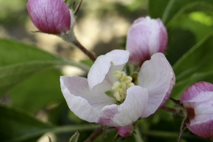 Blütenwochenende im Pluktuin Aardenburg
